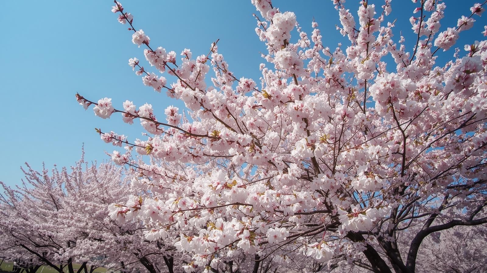 Beautiful cherry blossom trees showcasing expert tree care