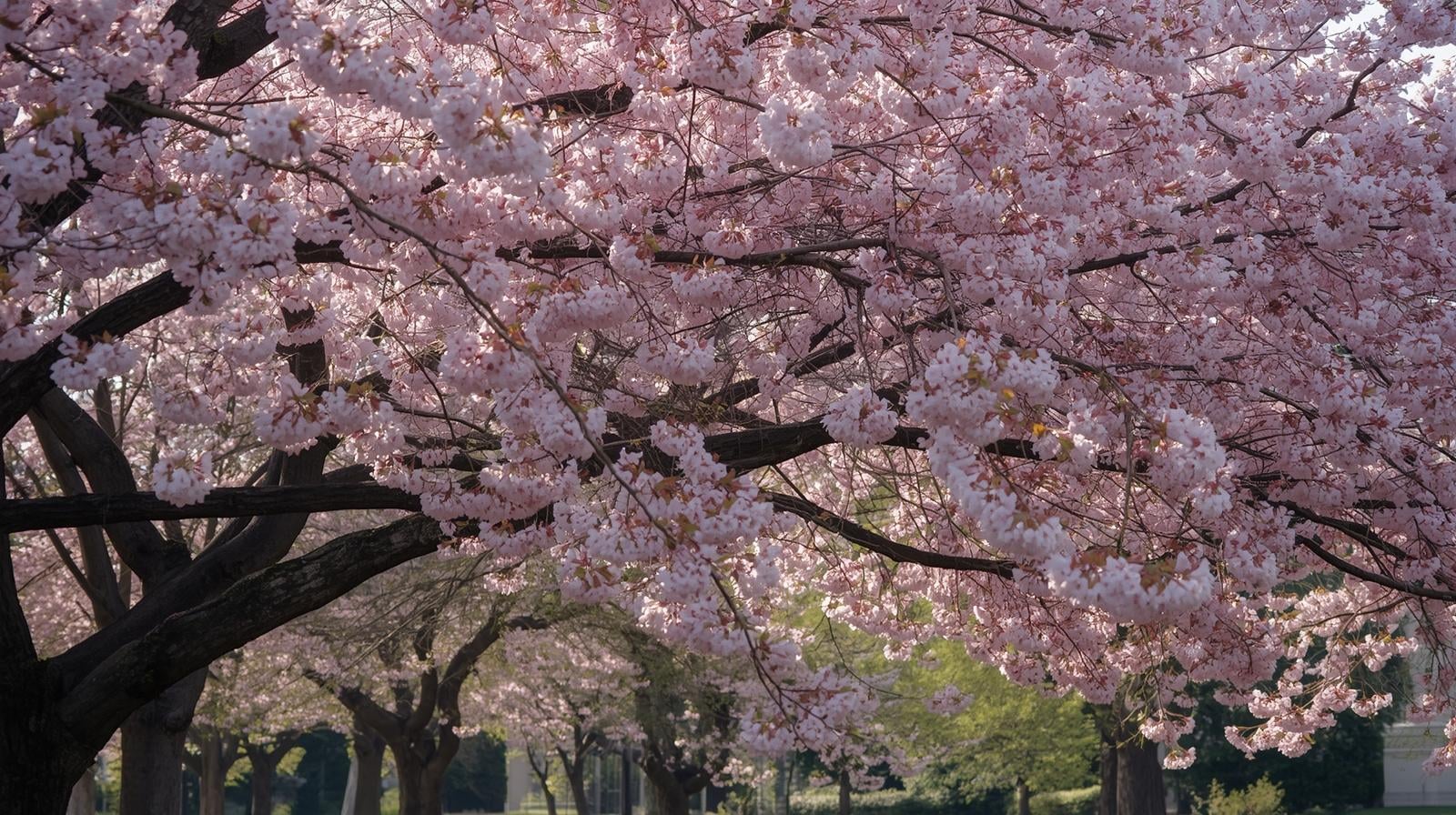 Cherry blossoms in full bloom from expert care